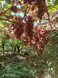 شتلات عنب • انواع متعددة • حله سياحي