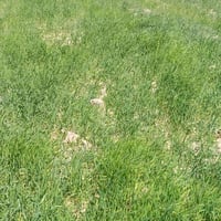 دغل • قرية الصوالح • ٧ دونم