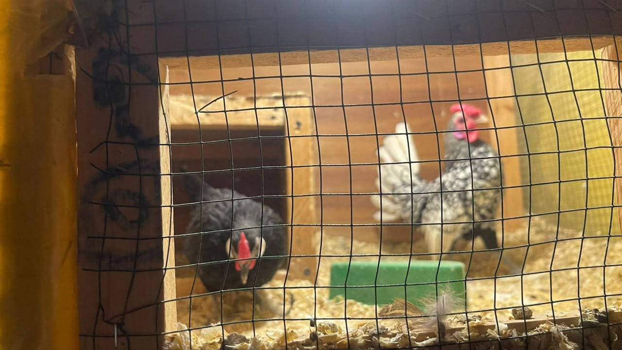 متاح بيض إسباني من هذه الحلال


**إذا كنت صاحب هذا الإعلان وتريد حذفه لأي سبب، رجاءا أرسل رسالة إلى الدعم الفني**