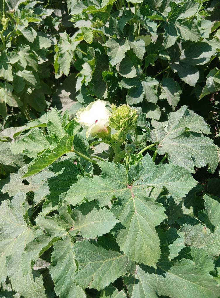 بذور باميه اللبيع(*********** )
