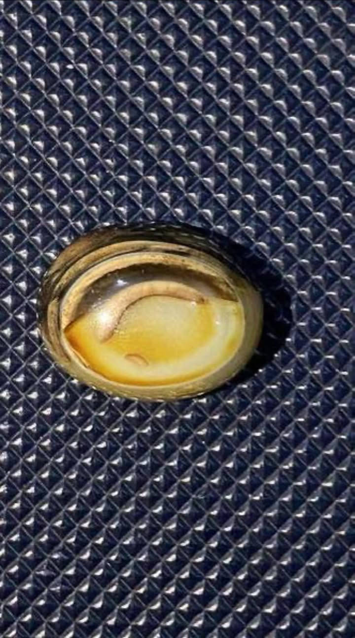 حجر عقيق مصور ذئب 
سليماني مصور عين 
سليماني مصور طير


**إذا كنت صاحب هذا الإعلان وتريد حذفه لأي سبب، رجاءا أرسل رسالة إلى الدعم الفني**