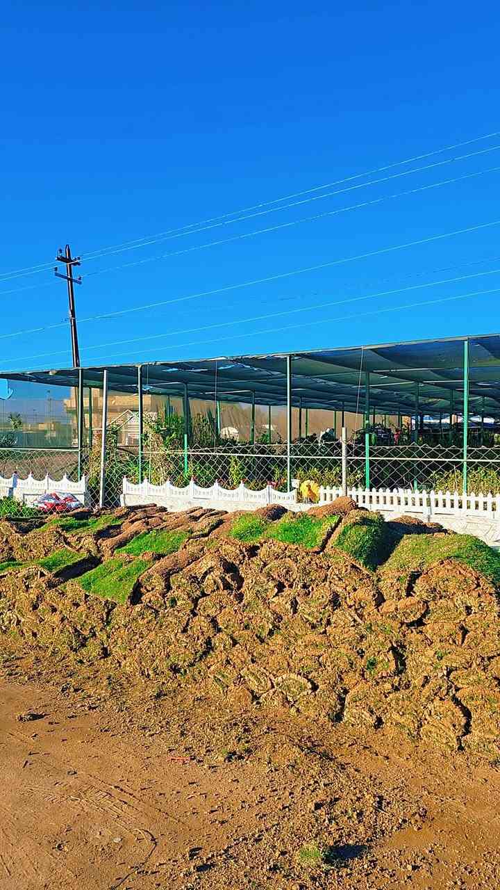 توفر ثيل هندي . في مشتل الرفاعي 
سعر المتر المربع
3.000 دينار 
(توصيل موجود)


**إذا كنت صاحب هذا الإعلان وتريد حذفه لأي سبب، رجاءا أرسل رسالة إلى الدعم الفني**