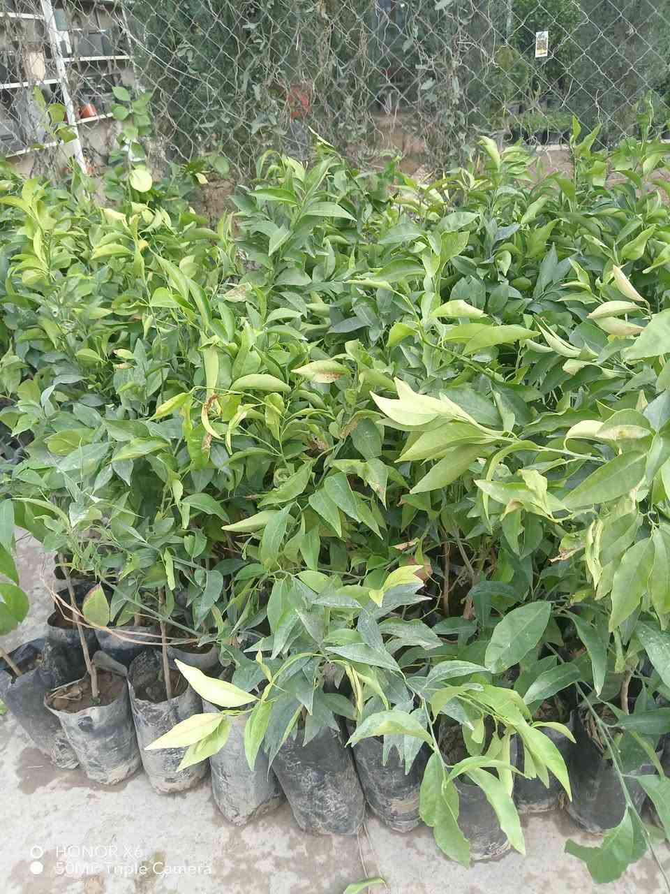 شتلات برتقال🍊 وليمون 🍋 و نارنج🍊ولالنكي. سعر ١٢٥٠ دينار


**إذا كنت صاحب هذا الإعلان وتريد حذفه لأي سبب، رجاءا أرسل رسالة إلى الدعم الفني**