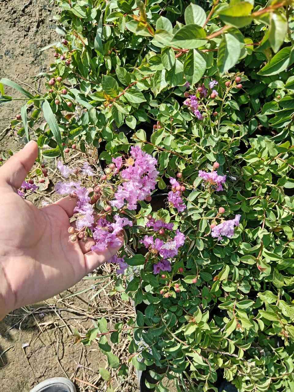 سلام عليكم.
ورد القهوه التركيه اني مكاثرهه قلم موجوده شتلات تنخيل وعدد قليل تقريبا 700 شتله فقط وسعر جدا مناسب مكان ديالى الخالص لا يوجد توصيل والاسعار حسب الكميه وهذا التزهير بموسم الصيف***********
