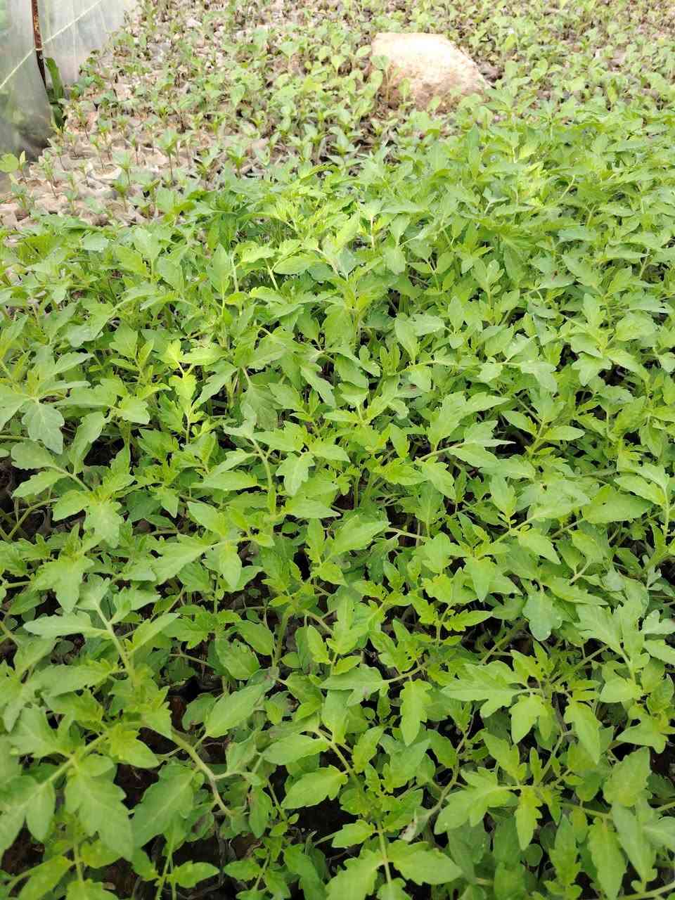 يوجد شتل للبيع ( طماطه + بيذنجان أسود واخضر + وباميه + وفليفله حاره وبارده) *********** + *********** السعر قرص 100 دينار (( قرية باشتطماز الجديدة ))
