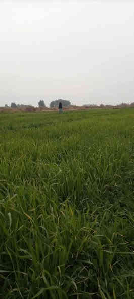 السلام عليكم 
يوجد لدينا أرض زراعية درجه اولى ٩٠ دونم بيه حصه مائيه وقريبه على نهر دجلة العنوان واسط قضاء الزبيديه منطقة أم سنيم نوع العقار طابو زراعي سند ٢٥ تحويل مباشر للمشتري تنباع كله أو جزء منها سعر الدونم الواحد ٥ مليون وبيه مجال بسيط 
*********** بيه واتساب
