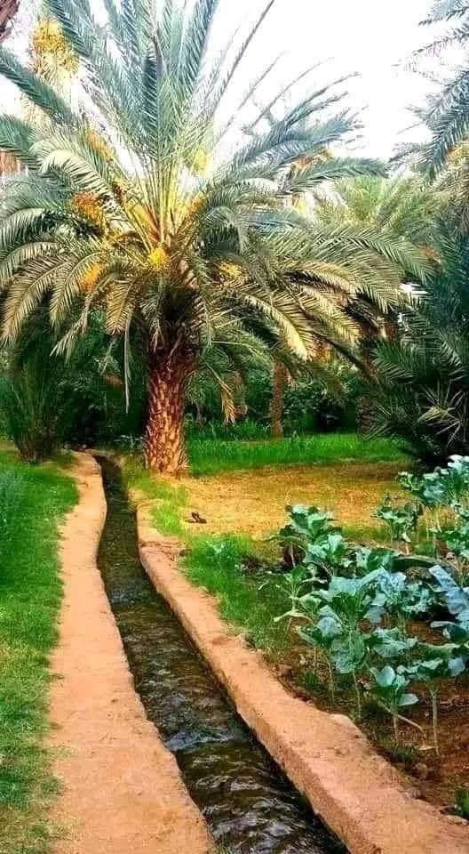 خواني دونم مزوع ومسيج BRC جبهة الدونم 50×50كلش حلو
سعر الدونم 33مليون وبي مجال موقعه 
مزروع نخل واشجار حمضيات 
جنس الارض.... طابو سند 25 فتح بيان وتحويل مباشر ثاني يوم
وشرط ماخليك تدفع ولا فلس اذا ما اسلمك سند باسمك 

📍📌التاجي 
مي سقي شتة صيف متوفر 
وماء اسالة خطين بيها متوفر 
وكهرباء باب الدونم وصلة 
كلش مرتبة وراقية 
اتصال *********** وتساب متوفر 🌎🌐
ونصيحة دين والله يا اخواني كلش حلوة. وفرصة مرتبة
وسعرها مناسب  

***********تصال 
***********اتصال
