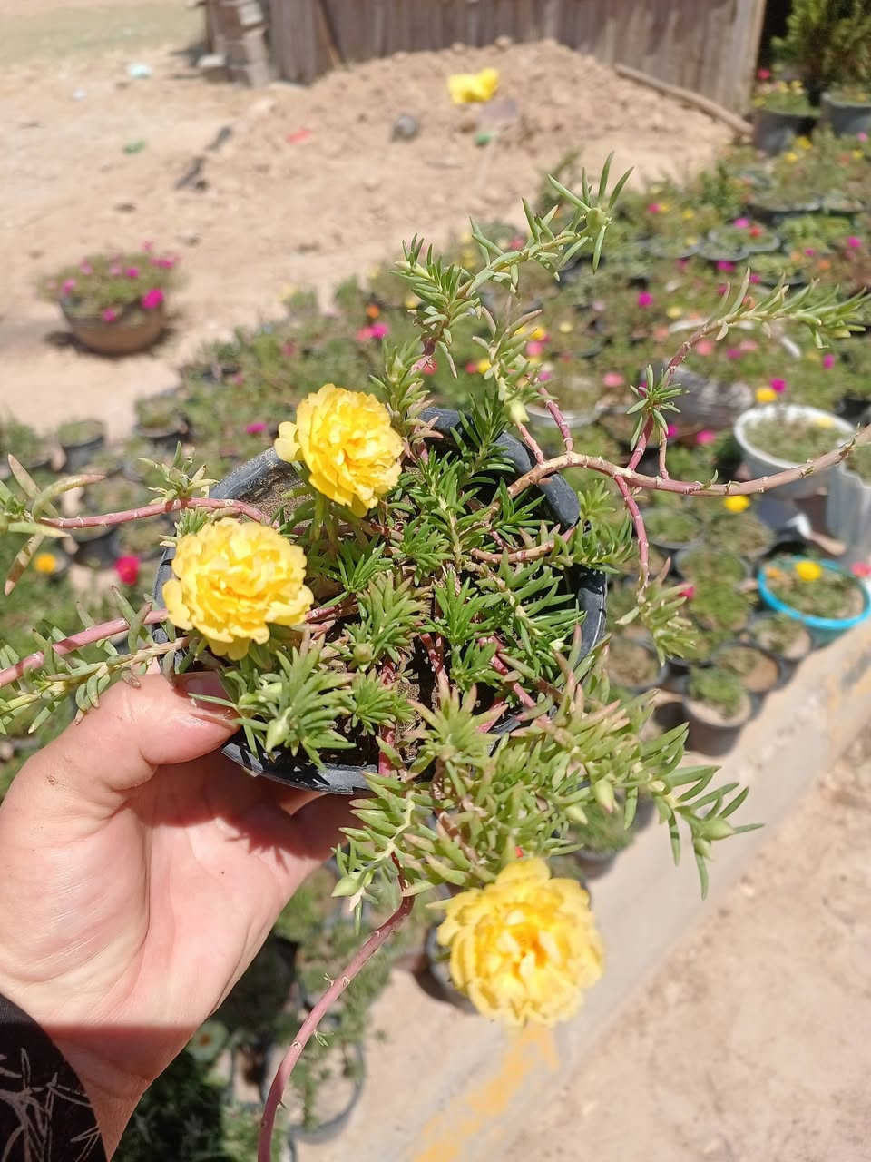 سموود گەیاندن هه یە


**إذا كنت صاحب هذا الإعلان وتريد حذفه لأي سبب، رجاءا أرسل رسالة إلى الدعم الفني**