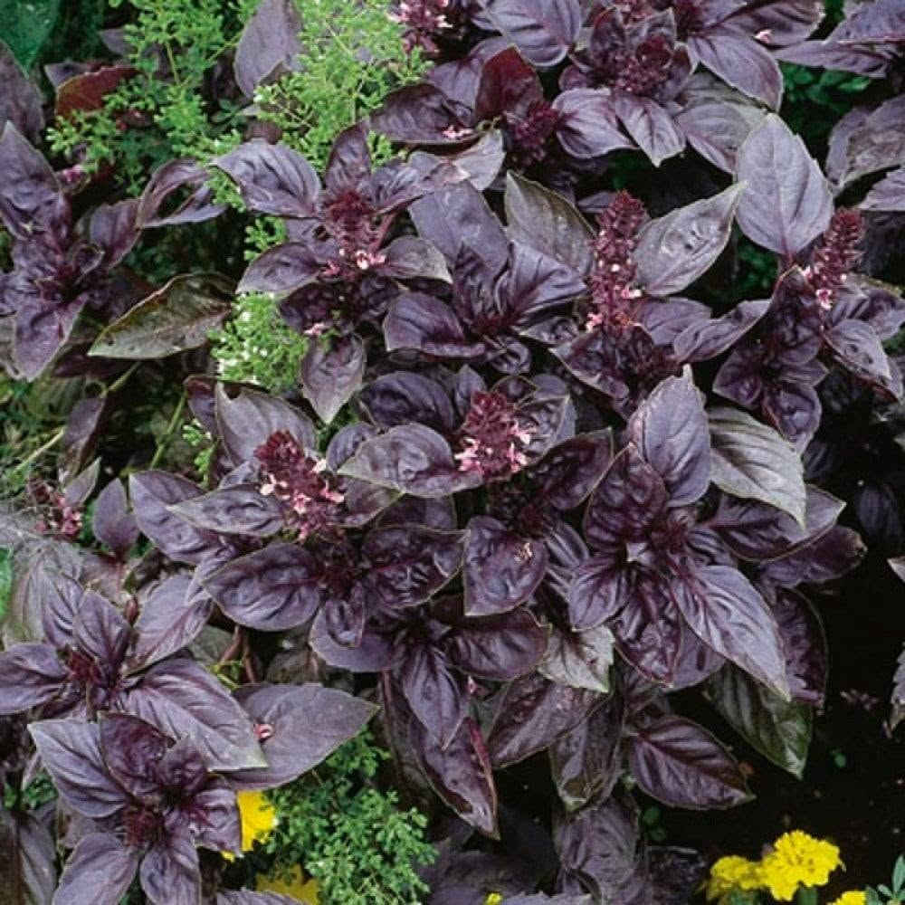 🌿 الريحان.. نبتة السحر والعطر! 🌿
🌱 لماذا تزرع الريحان؟
✔️ يضفي لمسة عطرية منعشة في حديقتك أو منزلك.
✔️ يستخدم في الطهي ليعطي نكهة مميزة للأطباق.
✔️ له فوائد صحية عديدة مثل تعزيز المناعة وتحسين الهضم.
✔️ طارد طبيعي للحشرات والبعوض.

☀️ طريقة العناية بالريحان
🌞 الضوء: يحتاج إلى 6-8 ساعات من الشمس يوميًا.
💧 الري: يحب التربة الرطبة ولكن ليس المشبعة بالماء.
🌿 التقليم: قصّ الأوراق باستمرار لتشجيع نمو جديد.
🏡 التربة: تربة جيدة التصريف وغنية بالمغذيات.

🪴 زراعته في المنزل
✔️ يمكن زراعته في أصيص على الشرفة أو المطبخ.
✔️ يفضل زراعته في الربيع والصيف.
✔️ احرص على تقليم الزهور لتشجيع نمو الأوراق العطرية.

🍃 أنواع الريحان
🌿 الريحان الحلو – الأكثر شيوعًا في الطهي.
🌿 الريحان التايلاندي – نكهة مميزة تشبه اليانسون.
🌿 الريحان الأرجواني – لون جميل ونكهة قوية.

🫖 فوائد صحية مذهلة!
✔️ مضاد للأكسدة، يحارب الجذور الحرة.
✔️ يساعد في تقليل التوتر وتحسين المزاج.
✔️ يعزز صحة الجهاز الهضمي.
✔️ مفيد لصحة البشرة والشعر.

💡 نصيحة ذهبية: إذا لاحظت ذبول الريحان، انقله إلى مكان مشمس واسقه بانتظام، وسترى كيف يستعيد حيويته!

🌿 هل لديك ريحان في منزلك؟ أخبرنا عن تجربتك! 💬

متوفر شتلات الريحان الأخضر والريحان الأرجواني..

#مشتل_زهرة_الأوركيدا
#موصل_حي_الكرامه_مقابل_دائرة_الكهرباء


**إذا كنت صاحب هذا الإعلان وتريد حذفه لأي سبب، رجاءا أرسل رسالة إلى الدعم الفني**