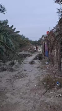 ١٢٥٠م • طابو زراعي • سند ٢٥