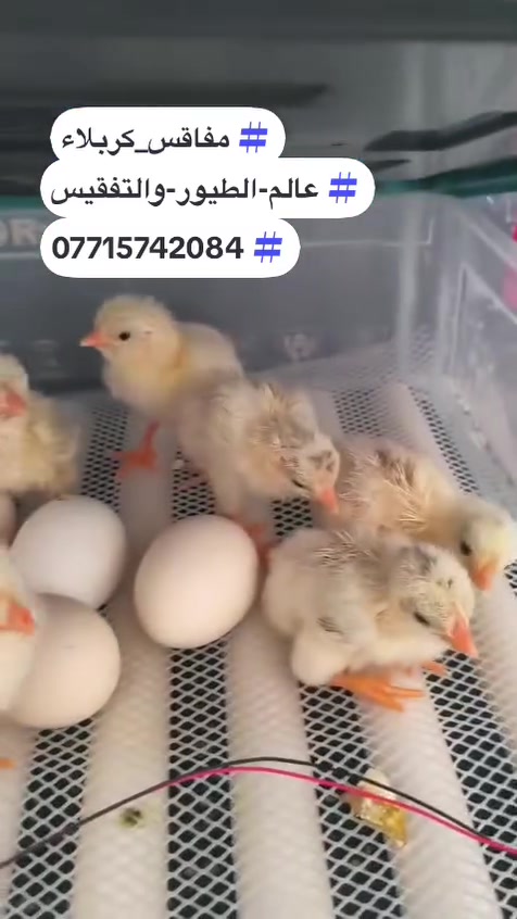🔥 عرض خاص – فقاسة الامتياز الإيطالي 🔥
🥚 سعة 50 بيضة وتقبل جميع أنواع البيض

⚡ تعمل كهرباء + بطارية

🤖 فول أوتوماتيك: حرارة، رطوبة، تقليب

💧 نظام خزانات تقطير + سونار فحص البيض

💥 السعر: 90 ألف بدل 120 ألف

🚚 توصيل مجاني-جميع المحافظات 

⚠️ الكمية محدودة – للحجز راسلنا خاص

***********

ليث المهندس 

(عالم الطيور والتفقيس)

( مفاقس كربلاء)
