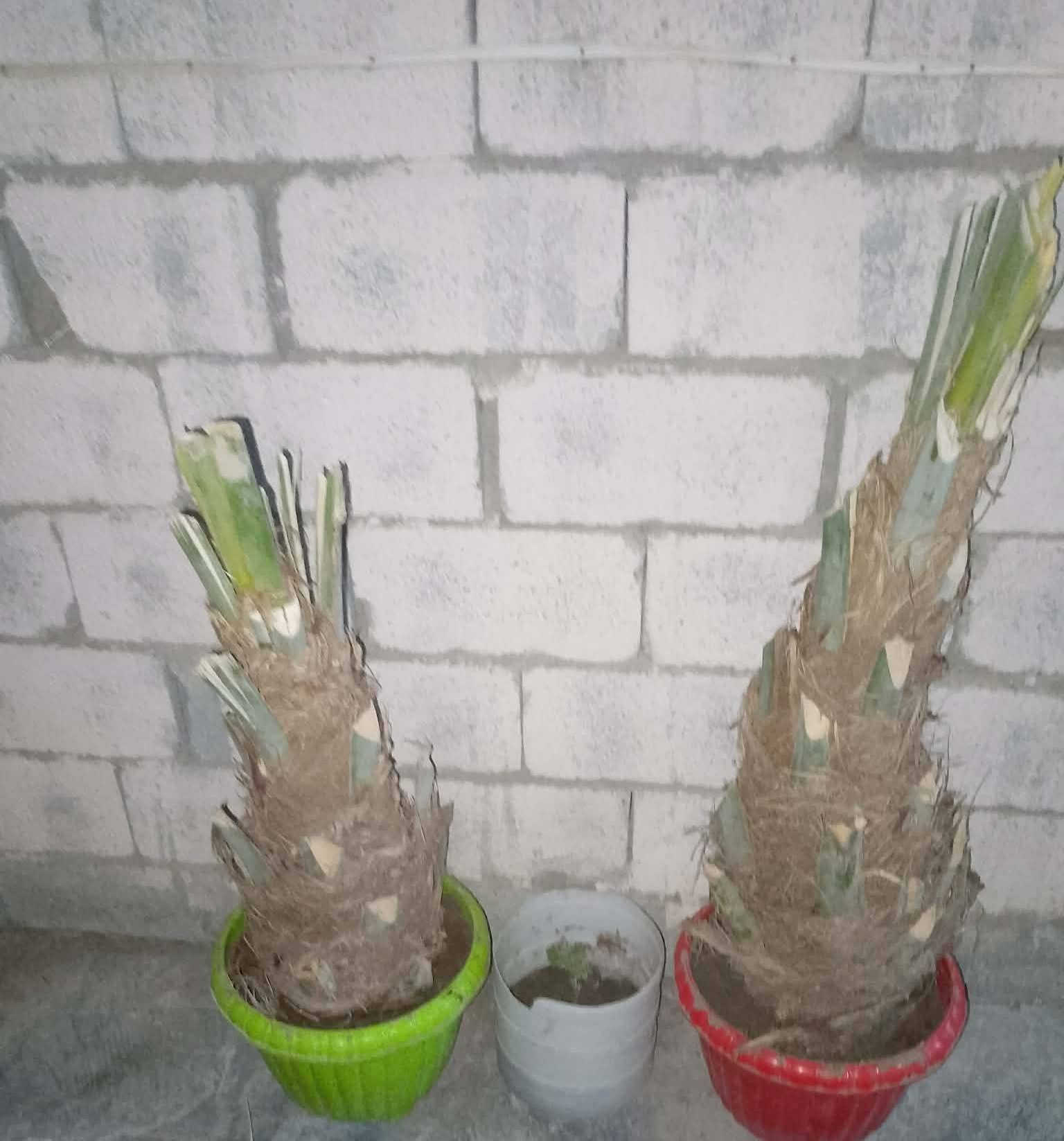 فسايل نوع مكتوم اصفر  عدد 2 

السعر  100الف 

***********
