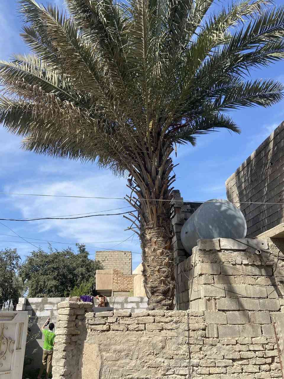 تكريب نخل داخل سامراء
اتصال***********
