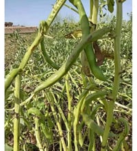 باجلة هولندية • ٢٠٠ كيلو