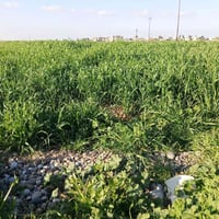 قريه الفاخرة • شعير • ٦ دونم