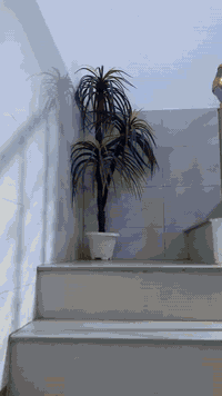 بيت البيع طابق ونص زراعي بيت بنيه سعر 95.      ***********
