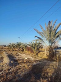 ٣ دونم • ٤٠ نخلة • قرية البوزامل