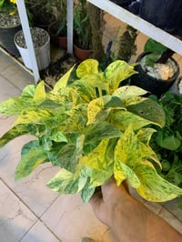 مشتل الشارودي • نباتات داخلية • توصيل