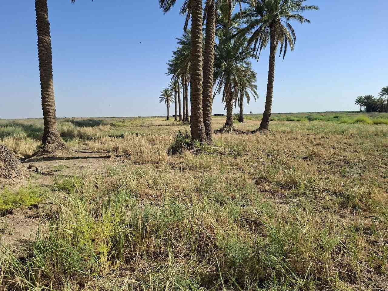 السلام عليكم يوجد أرض زراعيه طابو ٢٥ المساحه ١١ دونم وجهة شارع العام بغداد كوت عرضهة ٣٢ ونص متوفره كافه الخدمات معه بيت بناء حديث وجهة نهر سقي صيف شتاء من ضمنها ٤ دونم بستان نخيل معه اساس بيت ثاني ارض خصبه تصلح سكن اوعمل اي مشروع واسط العزيزية اي ستفسار اتصل *********** او ***********
