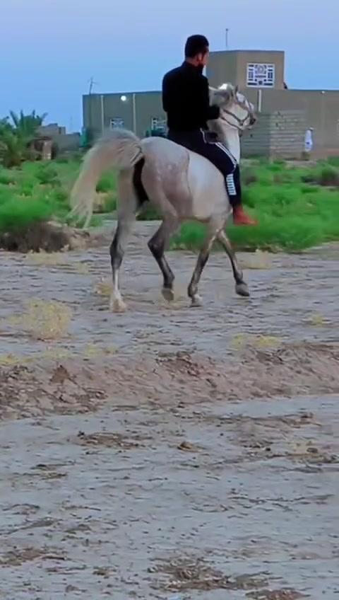 يالله الهم صلي على محمد وال محمد وين عشاكت زين فرس كامله المواصفات فرس عربيه رسن عبيه راس وشليل فرس شرط الخياله والطراد خياله تنومس مكفوله من راسه شليله رتفاع ١٥٢ عمر ٤سنوات عشار ٦تشر فرس واحد عله واحد اسم الفرس العنود مايتعنه زين إله زين  ترهم مراوس  الا ستفسار *********** الأثير بي واتساب *********** المكان الحمزه الغربي اكو توصيل
