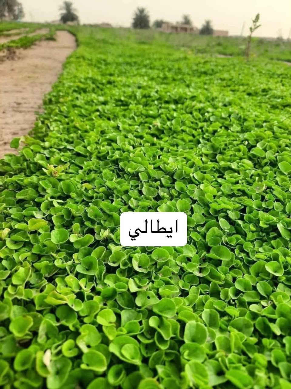 واتساب. ***********خدمت توصيل لجميع المحافظات ويوجد كادر لتجهيز الحدائق لطلب استفسار  اتصال على الرقم أو مراسلت الصفحه *********** واتساب
