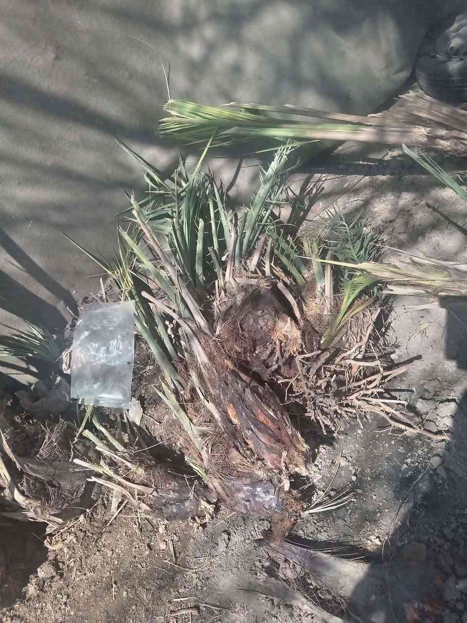 السلام عليكم يوجد فسلان ملون
مكتومَ، شويثي، جبجاب، سلطاني، طبرزل. بربرن، حمراوي، خضراوي، زهدي، خستاوي، الأسعار مناسبه ***********
