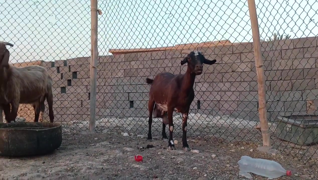معز لجب مال حليب بليوم ينحلب وجبتين وكله ماخذ فحل سوري شرط نصاح سن وشطر وعلاكل عيب للبيع تواصل ويه صاحب لحلال ‏‪***********‬‏

