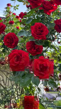 جوري متسلق • أحمر • متحمل للحرارة