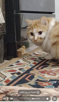 قط شيرازي ذكر • مفقود • دور الضباط