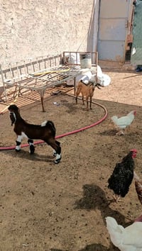 فطيمة • خروف • صخل • جديه • ماعز للبيع • اغنام للبيع • حيوانات للذبح •...