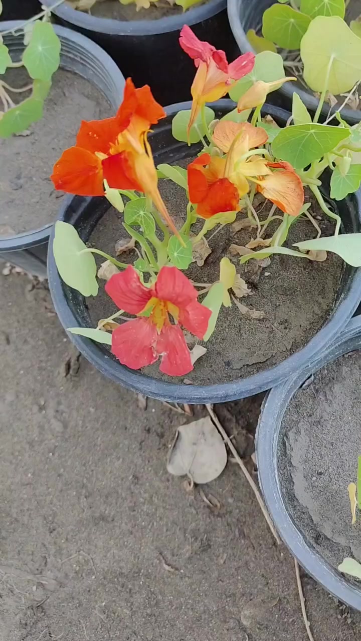 لاتيني ب الف بس 🔥🔥🔥
العنوان: حلة حي الصحة شارع كورنيش
للتواصل ضرغام : ‏‪0782 884 2289‬‏
علي خلدون: ***********
https://maps.app.goo.gl/MrkK44hPhZ3qJYfC9
