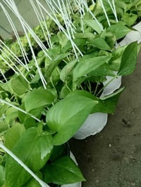 مشتل حديثة • قرب دائرة البريد • لبلاب