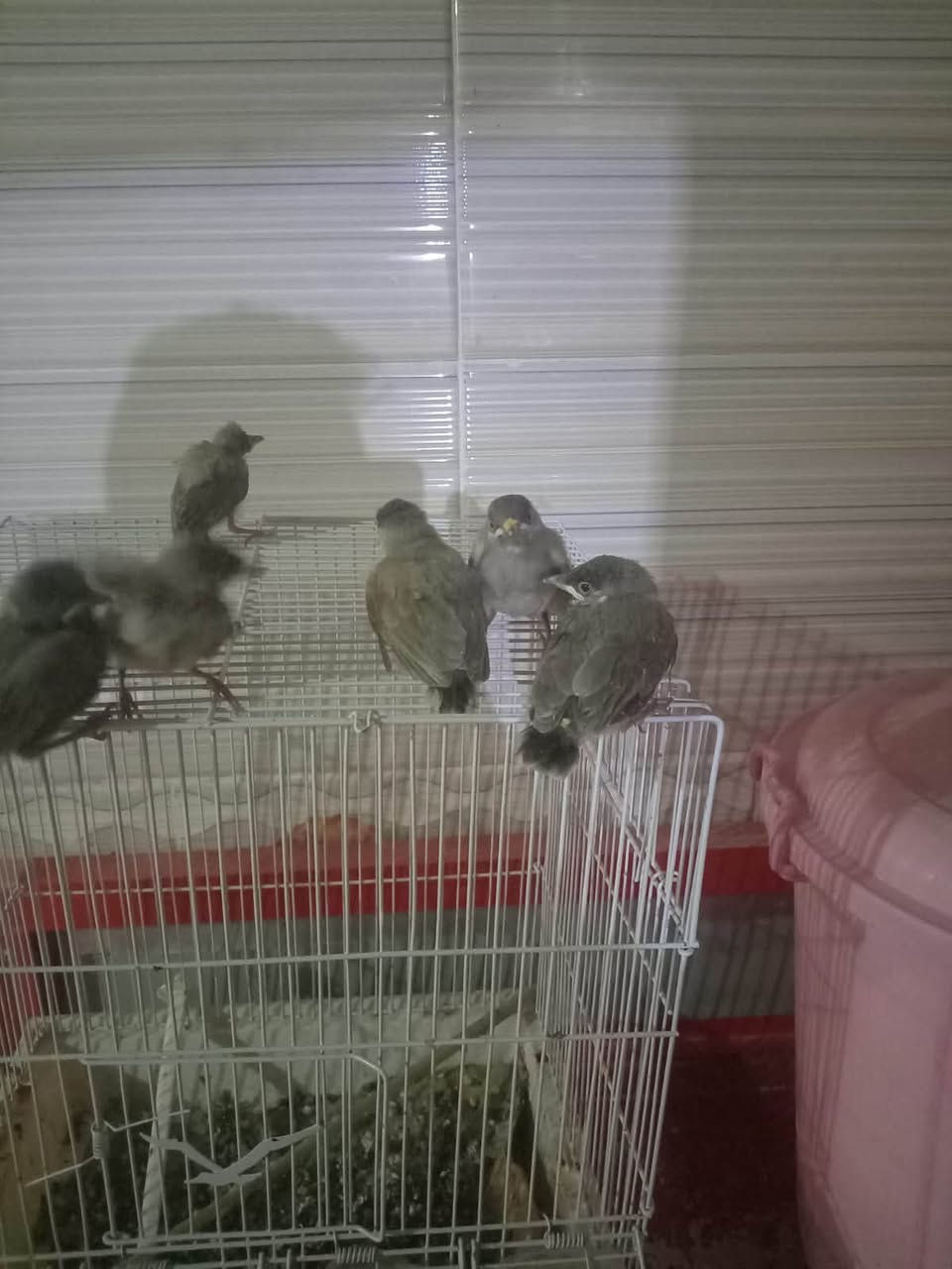 للبيع بلابل زوج على 35


**إذا كنت صاحب هذا الإعلان وتريد حذفه لأي سبب، رجاءا أرسل رسالة إلى الدعم الفني**