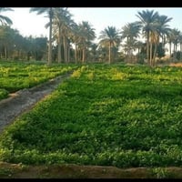 ٢٥ دونم • طابو • كربلاء طريق طوريج