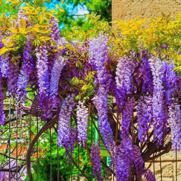 الى عشاق النوادر   وصلنا جديد  من اجمل المتسلقات

شجرة الويستيريا

الويستريا  الشجرة الأجمل في العالم وهي رمز الحب في اليابان💜🌳

الاسم العلمي:Wisteria

العائلة:Fabacae

نبات متسلق ذو طبيعة نمو مفترشة وتلف أفرعه حول الدعامات وتعطي كم هائل من الزهور دفعة واحدة لذلك يطلق عليها هستيريا

تتميز الويستيريا برائحة أزهارها القوية ،الأزهار تتجمع في عناقيد كبيرة متهدلة تنتشر على كامل الشجرة ،الأوراق ريشية تحتوي ٧_٩ أزواج من الوريقات تتساقط في الخريف والشتاء.

تتحمل الويستريا الجفاف والبرودة ومقاومة للأمراض ،سهلة الزراعة ،تصلح لجميع أنواع التربة ولا تتطلب عناية  خاصة .

تستخدم الويستريا لتغطية المداخل ويجود في الأماكن الرطبة .

تعد الوستريا من أقدم الأشجار في اليابان توجد في حديقة أشيكاجا للأزهار منظرها في غاية الروعة  على شكل أنفاق. 🌿🌿

متوفرة لدينا  شتلاتها  ارتفاع  متر ونص  ٢٠ الف

العنوان / بغداد الداوودي شارع هيل وزعفران خلف ثانوية الفضيلة يوجد توصيل داخل بغداد فقط 

للحجز واتساب ***********
