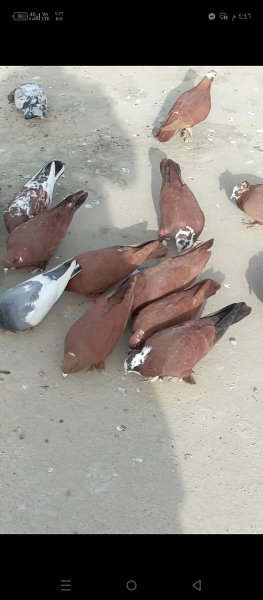 متاح 7زواج حمر للبيع شلع الزوج ب12مكاني العلم قرب الساليلو


**إذا كنت صاحب هذا الإعلان وتريد حذفه لأي سبب، رجاءا أرسل رسالة إلى الدعم الفني**