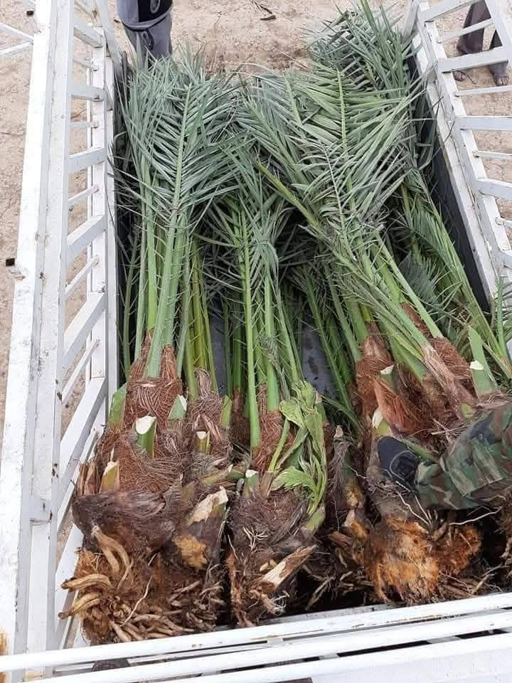 برحي ابو الخصيب حر للبيع السعر 150 ***********
