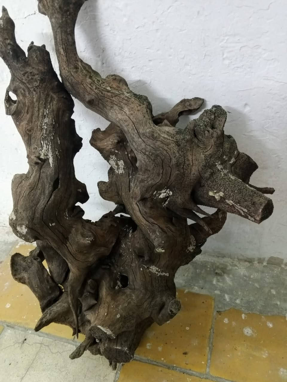 شجره مال احواض جبيره كولش للبيع قيم واخذ


**إذا كنت صاحب هذا الإعلان وتريد حذفه لأي سبب، رجاءا أرسل رسالة إلى الدعم الفني**