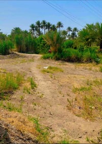 دونمين • فلاح مطلوب • المحاويل