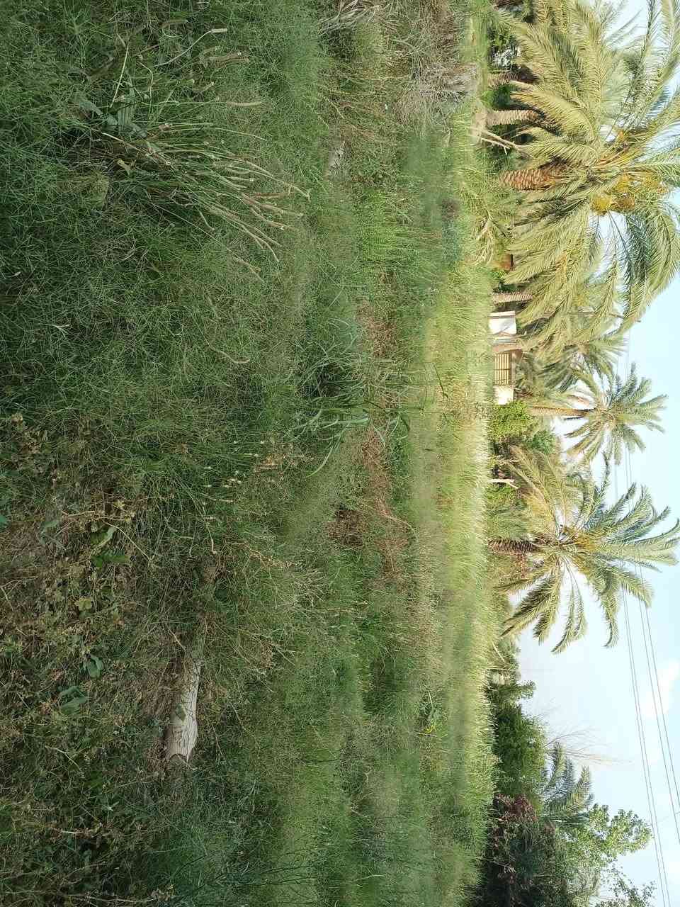 سلام عليكم اخوان للبيع ارض زراعيه المساحه دونم ونص وبيها بيت حديث البناء جنس العقار عقد١١٧مسيجه متكامله الخدمات من ماء اساله +ماء السقي مدارس علا شارع التبليط للباب تبعد.عن السوق خمس دقائق العنوان بغداد ابو غريب شارع التله والمعلومات اكثر توضيح اتصل ***********بيه واتساب
