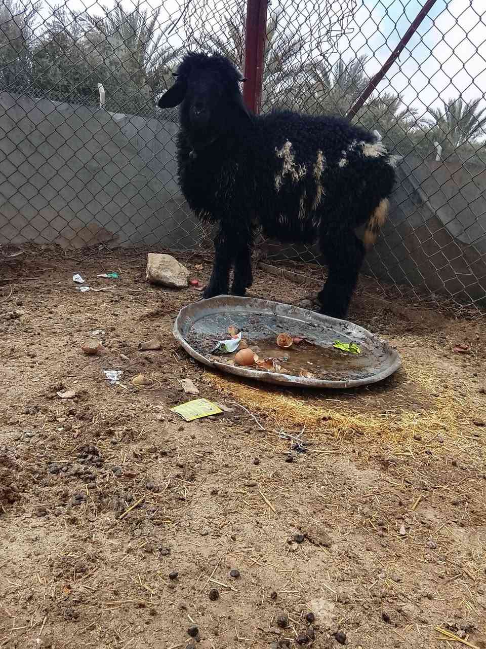 سلام عليكم لبيع طلي وفطيمه  مكان الانبار قضاء عنه سعر ب650 وبيه مجال بسيط رقم الهاتف *********** الي يريده يجي يشوفه وياخذه نصاح سعر 650 وبيه مجال بسيط
