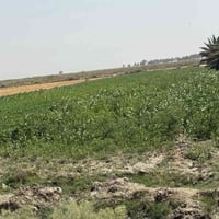 ارض زراعيه للبيع المساحه 10 دونم طابو سند ٢٥   تحويل مباشر تتوفر جميع ...