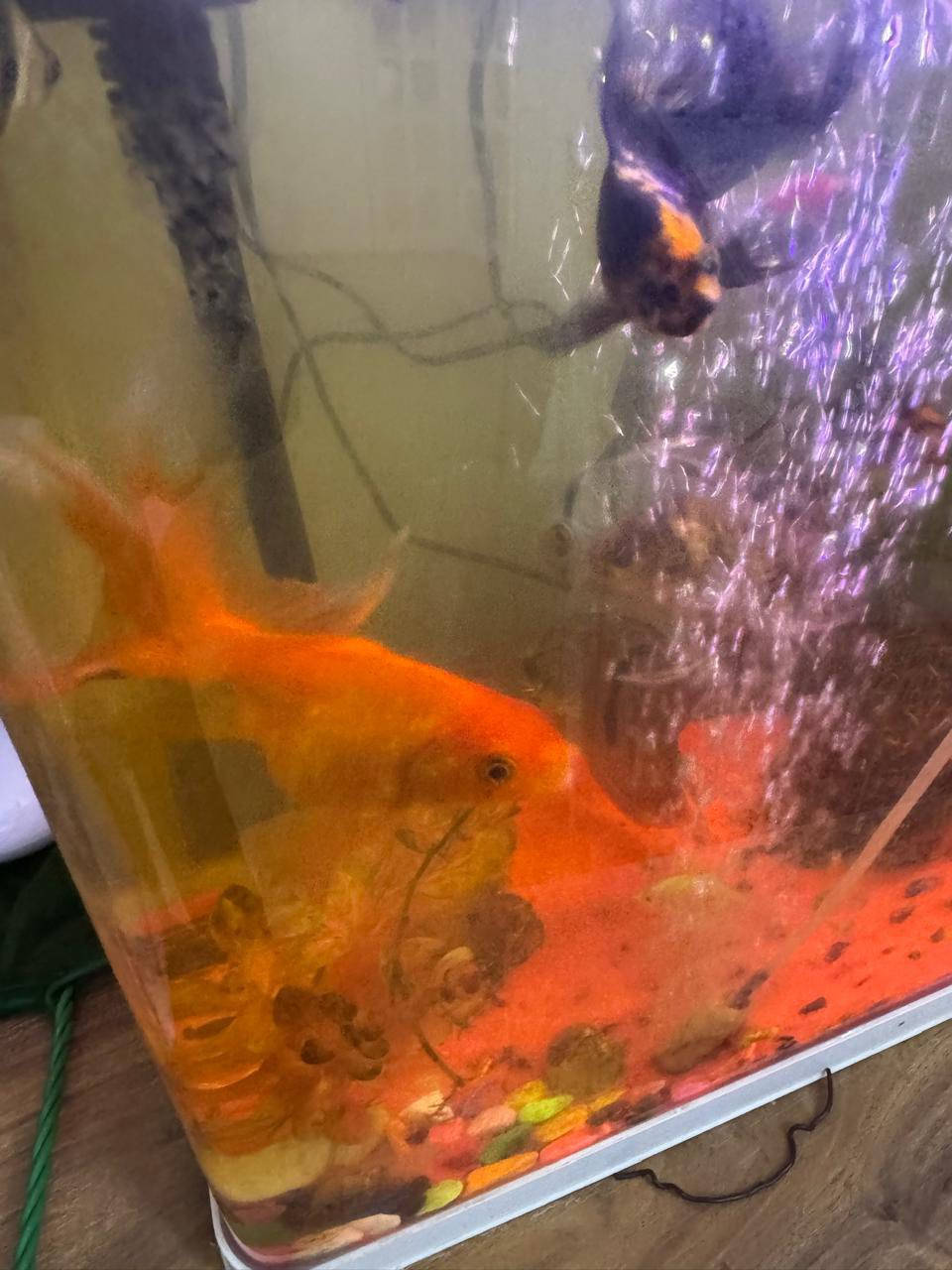 حوض سمك
بي فلاتر 2 
وبي ماطور اوكسجين
وبي هيتر
وبي اسماك مشكل كبار وصغار
وسمكتين كبار ماخذ لوحدة ب 50 الف 
السعر 150 وبي مجال للشراي


**إذا كنت صاحب هذا الإعلان وتريد حذفه لأي سبب، رجاءا أرسل رسالة إلى الدعم الفني**