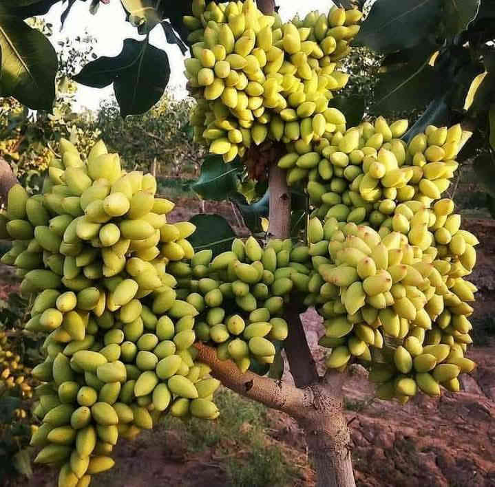 متاح لدينا بذورها بذور شجرة الفستق الحلبي عاشوري
لطلب والحجز واتساب *********** السماوه أو مراسلة الصفحه يوجد خدمة توصيل طلبات داخل السماوه ولكافة المحافظات لباب البيت أنواع البذور الاستوائية النادره
