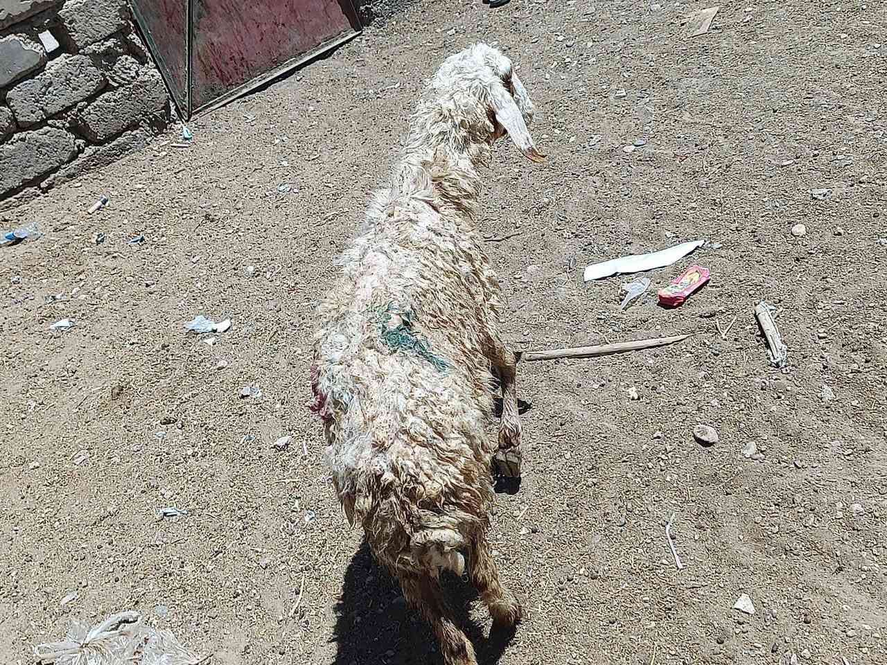 يوجد دجه ماوالده مال ذبح 13كيلو لحم سعر 125 الف المكان بيجي حي العصري رقم الهاتف ‏‪***********‬‏
