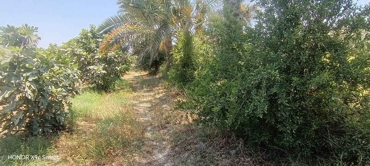 سلام عليكم مزرعه للبيع دونم ونص مسيجه مزروعه تين +تفاح +رمان +نخل+ مي سقي سيح +مي اسأله +كهرباء
مركز سيف سعد طهمازيه السعر 90 وبيها مجال بسيط

***********
