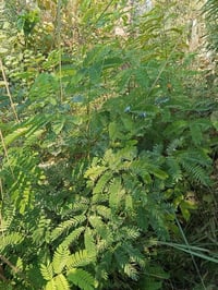 الييزا لبخ ارتفاع متر ونص سندان 21السعر 3000العنوان كربلاء قضاء الحسين...