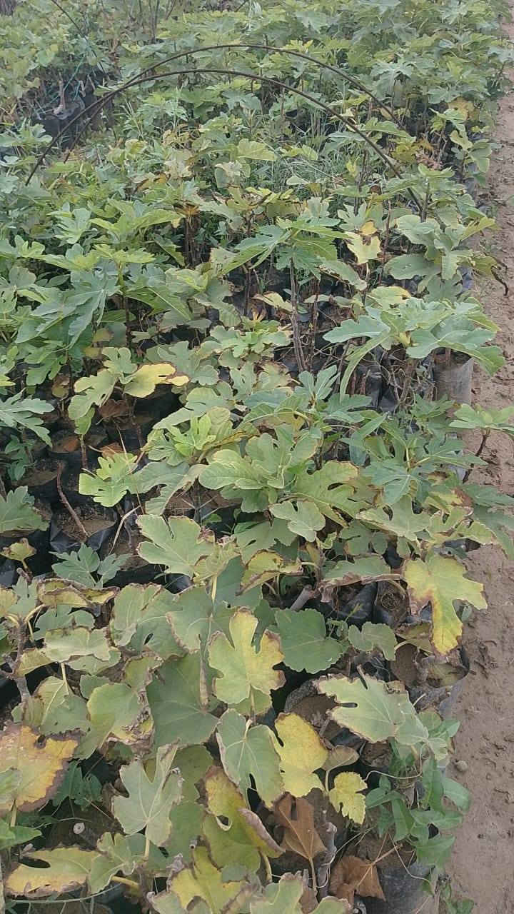 بسم الله الرحمن الرحيم 
يعلن مشتل الشاهين الزراعي عن توفر شتلات تين الأصناف التالية 
تين عبيد السعودي 
تين براون 
تين ايدن التركي 
تين الشاهين الاصفر 
تين بني مسلم 
تين بيذنجاني 
ذكر التين 
للطلب أو الاستعلام مراسله الصفحه أو الاتصال بالرقم *********** موقع المشتل بغداد الدوره الشارع المقابل لعلوه الرشيد قرب شركه دجله للمشروبات الغازيه خلف منطقه أبو دشير.
