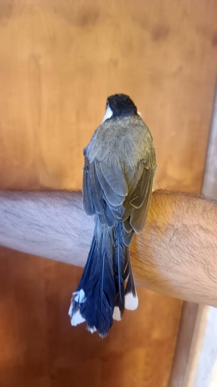 بلبل أليف للبيع إبن العام فول لعب وتغريد وصوت....إلك شرط الألفه
بالواقع أحلى من الصور بهواي
السعر 65 ألف 
المكان حديثه 
‏‪***********‬‏
