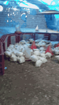 *********** العنوان الجعاره الشارع العام قرب مطعم ديوان المدائن
***********متواجد واتساب
